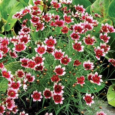 Coreopsis 'Fruit Punch'