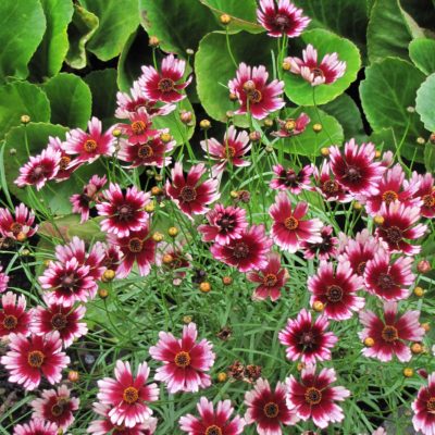 Coreopsis 'Fruit Punch'