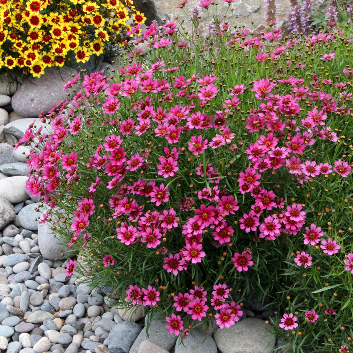 Coreopsis 'Garnet'