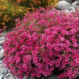 Coreopsis 'Garnet'