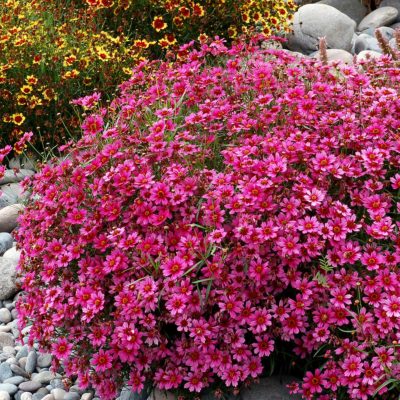 Coreopsis 'Garnet'