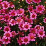 Coreopsis 'Garnet'