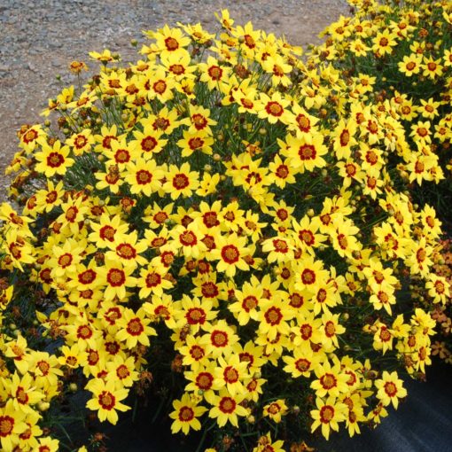 Coreopsis 'Gold Nugget'