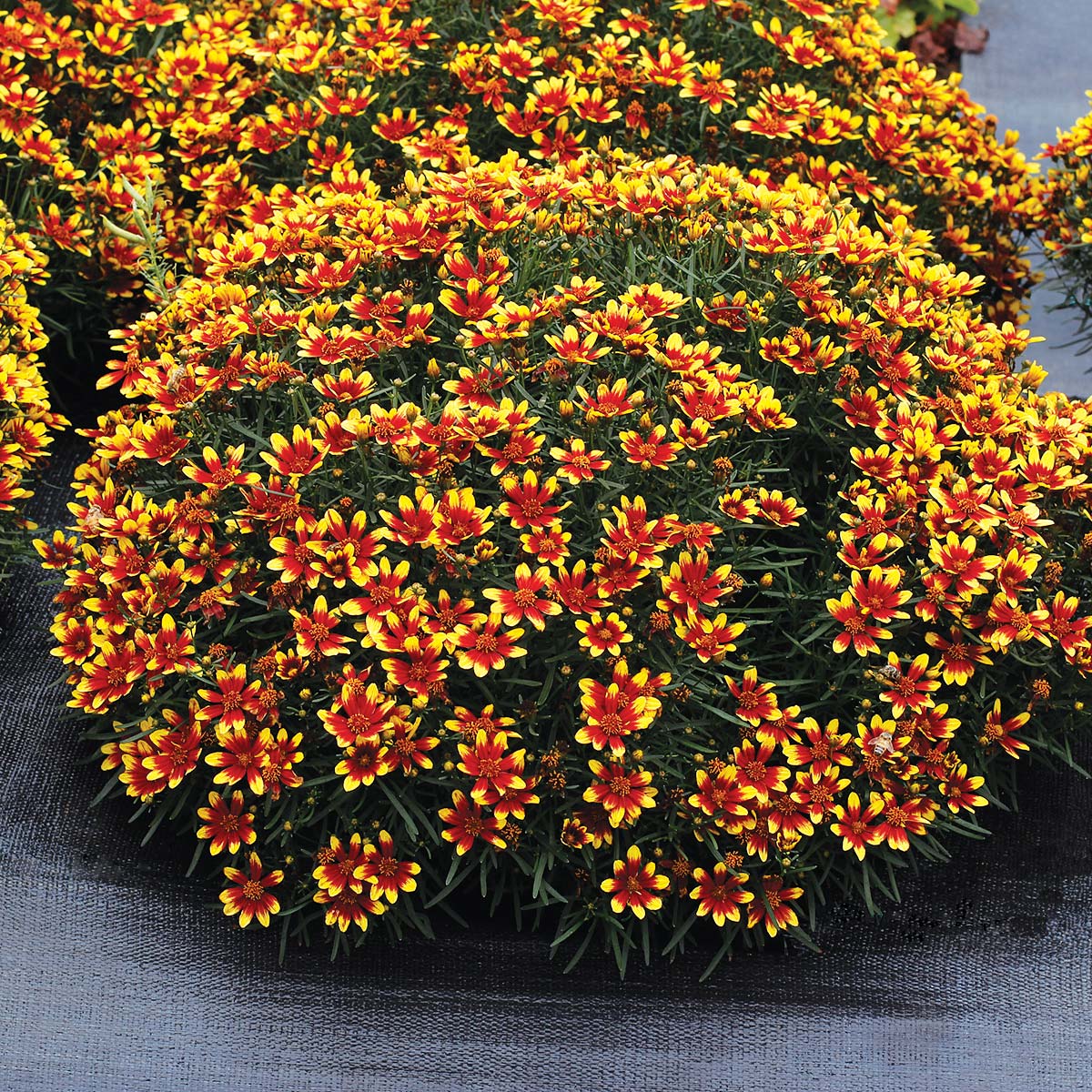 Coreopsis HONEYBUNCH™ 'Red & Gold'