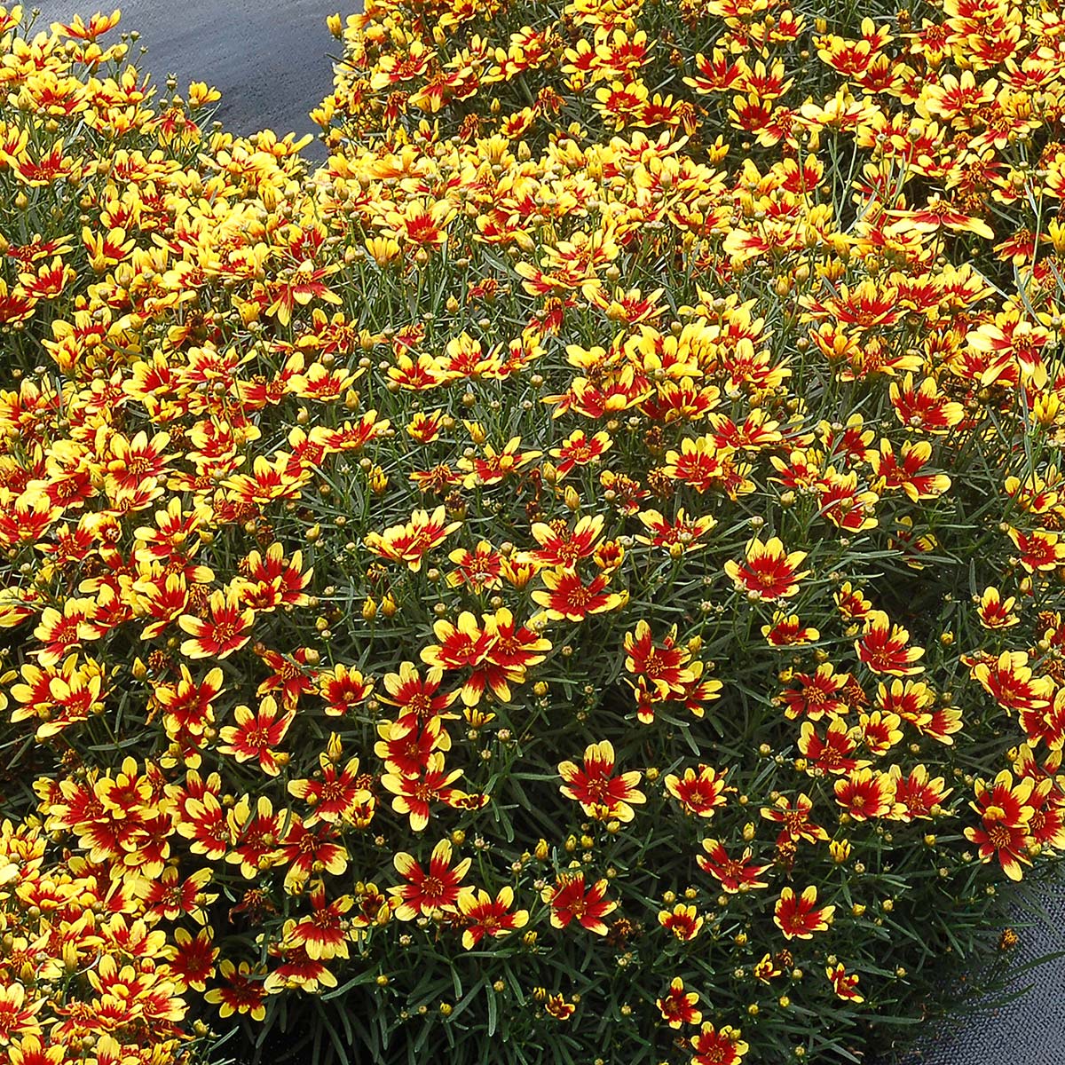 Coreopsis HONEYBUNCH™ 'Red & Gold' | TERRA NOVA® Nurseries, Inc.