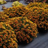 Coreopsis HONEYBUNCH™ Red & Gold