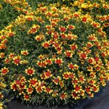 Coreopsis HONEYBUNCH™ 'Red & Gold'