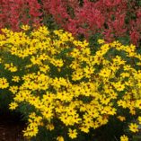 Coreopsis 'Imperial Sun'