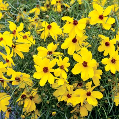 Coreopsis 'Imperial Sun'