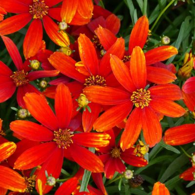 Coreopsis 'Ladybird'