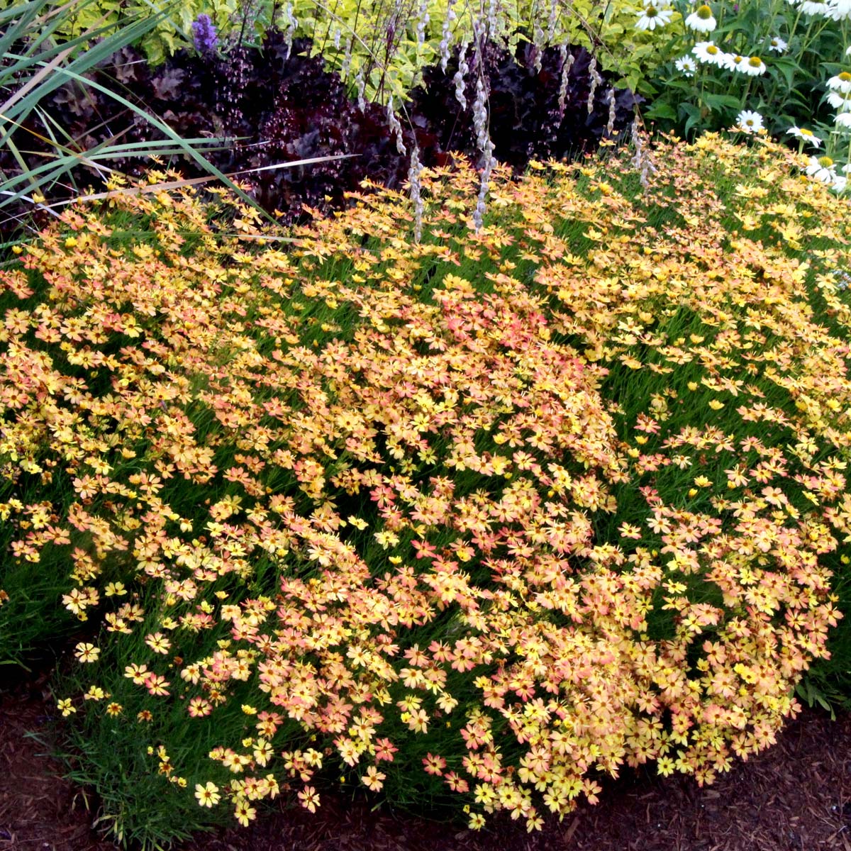 Coreopsis 'Lemon Punch'