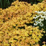 Coreopsis 'Lemon Punch'