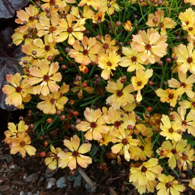 Coreopsis 'Lemon Punch'