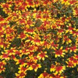 Coreopsis 'Lightning Bug'