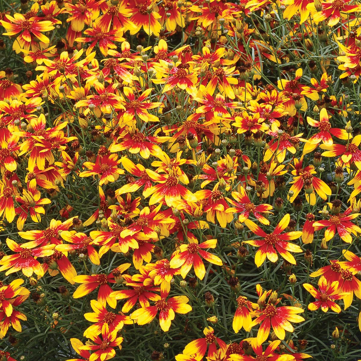 Coreopsis 'Lightning Bug'