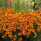 Coreopsis 'Lightning Bug'