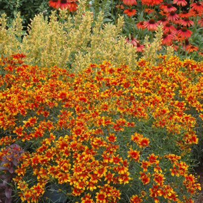 Coreopsis 'Lightning Bug'