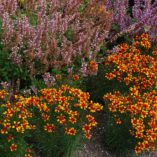 Coreopsis 'Lightning Bug'