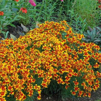 Coreopsis 'Lightning Bug'