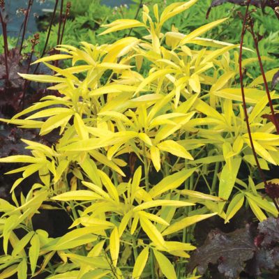 Coreopsis 'Lightning Flash'