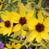 Coreopsis 'Lightning Flash'