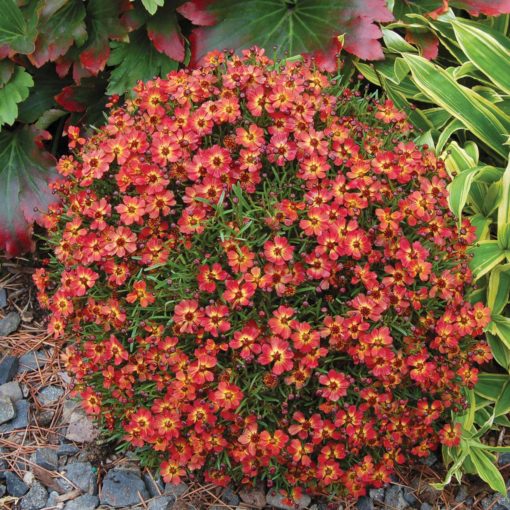 Coreopsis 'Little Penny'