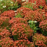 Coreopsis 'Little Penny'