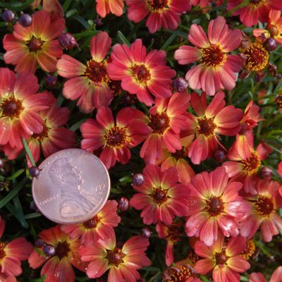 Coreopsis 'Little Penny'