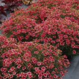 Coreopsis 'Madras Magic'