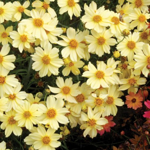 Coreopsis 'Moonlight'