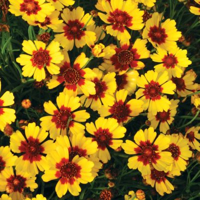 Coreopsis 'Pineapple Pie'