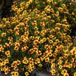 Coreopsis 'Pineapple Pie'