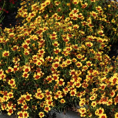 Coreopsis 'Pineapple Pie'