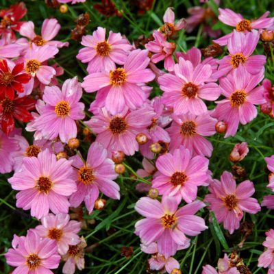 Coreopsis 'Pink Lady'