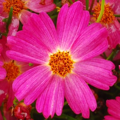 Coreopsis 'Pink Lady'