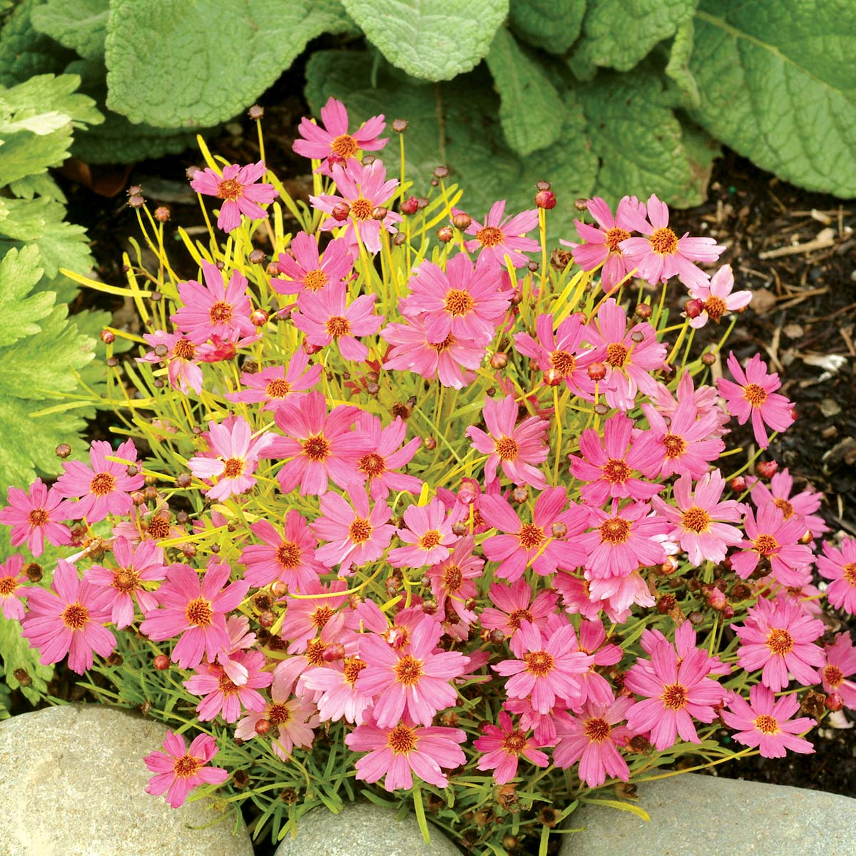 Coreopsis 'Pink Lemonade'