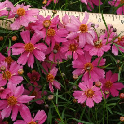 Coreopsis 'Pink Lemonade'