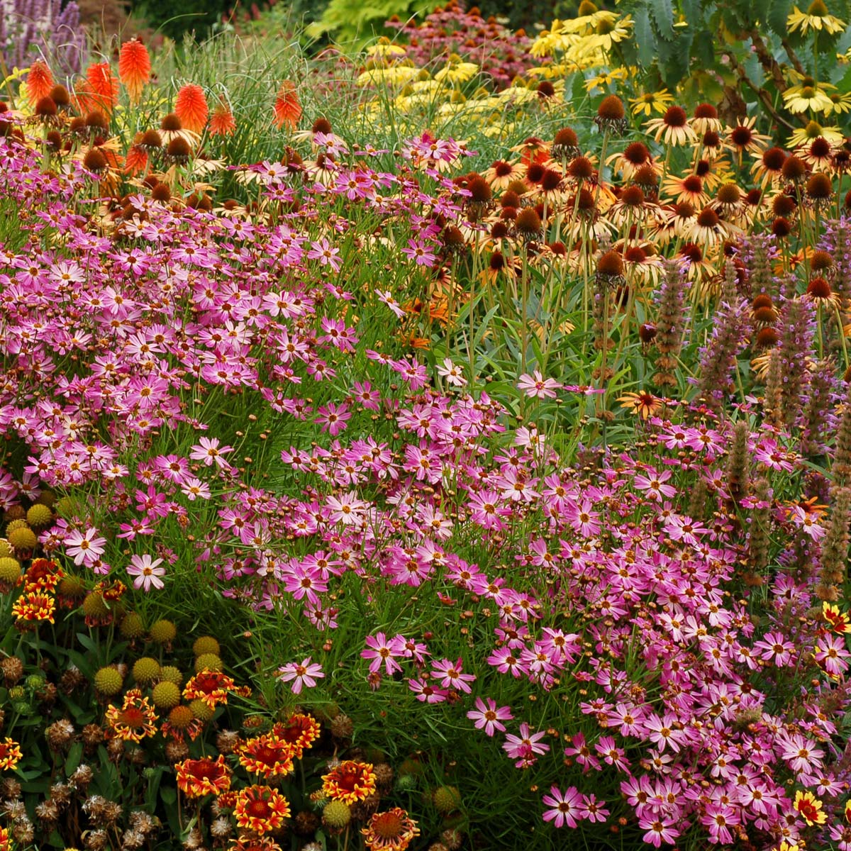 Coreopsis 'Pink Sapphire'