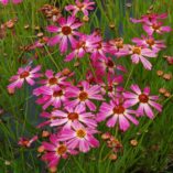 Coreopsis 'Pink Sapphire'