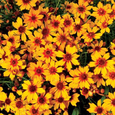 Coreopsis 'Pumpkin Pie'