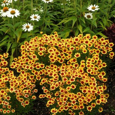 Coreopsis 'Pumpkin Pie'