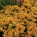 Coreopsis 'Pumpkin Pie'