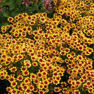 Coreopsis 'Pumpkin Pie'