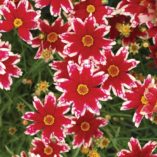Coreopsis 'Ruby Frost'