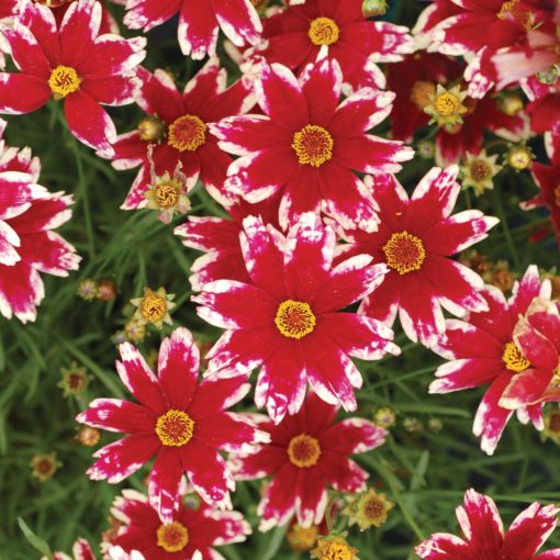 Coreopsis 'Ruby Frost'