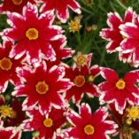 Coreopsis 'Ruby Frost'