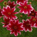 Coreopsis 'Ruby Frost'