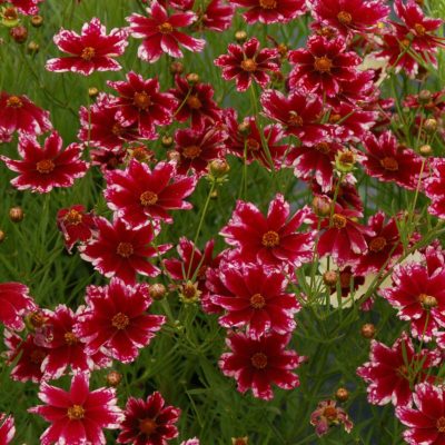 Coreopsis 'Ruby Frost'