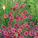 Coreopsis 'Ruby Frost'