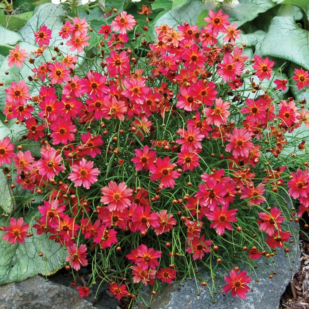 Coreopsis ‘Rum Punch’ TERRA NOVA® Nurseries, Inc.